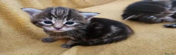 Maine Coon gatti in vendita: Bellissimi cuccioli di Maine Coon - Annuncio 1