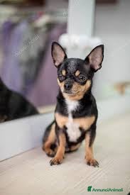 Chihuahua cani CHIHUAHUA mix - Annuncio 25