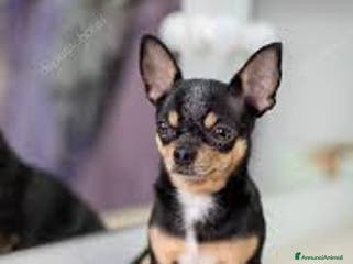 Chihuahua cani CHIHUAHUA mix - Annuncio 25