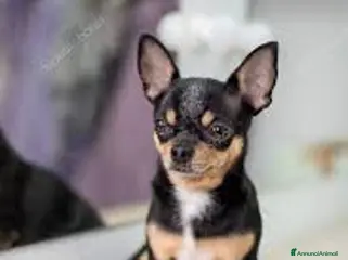Chihuahua cani CHIHUAHUA mix - Annuncio 2