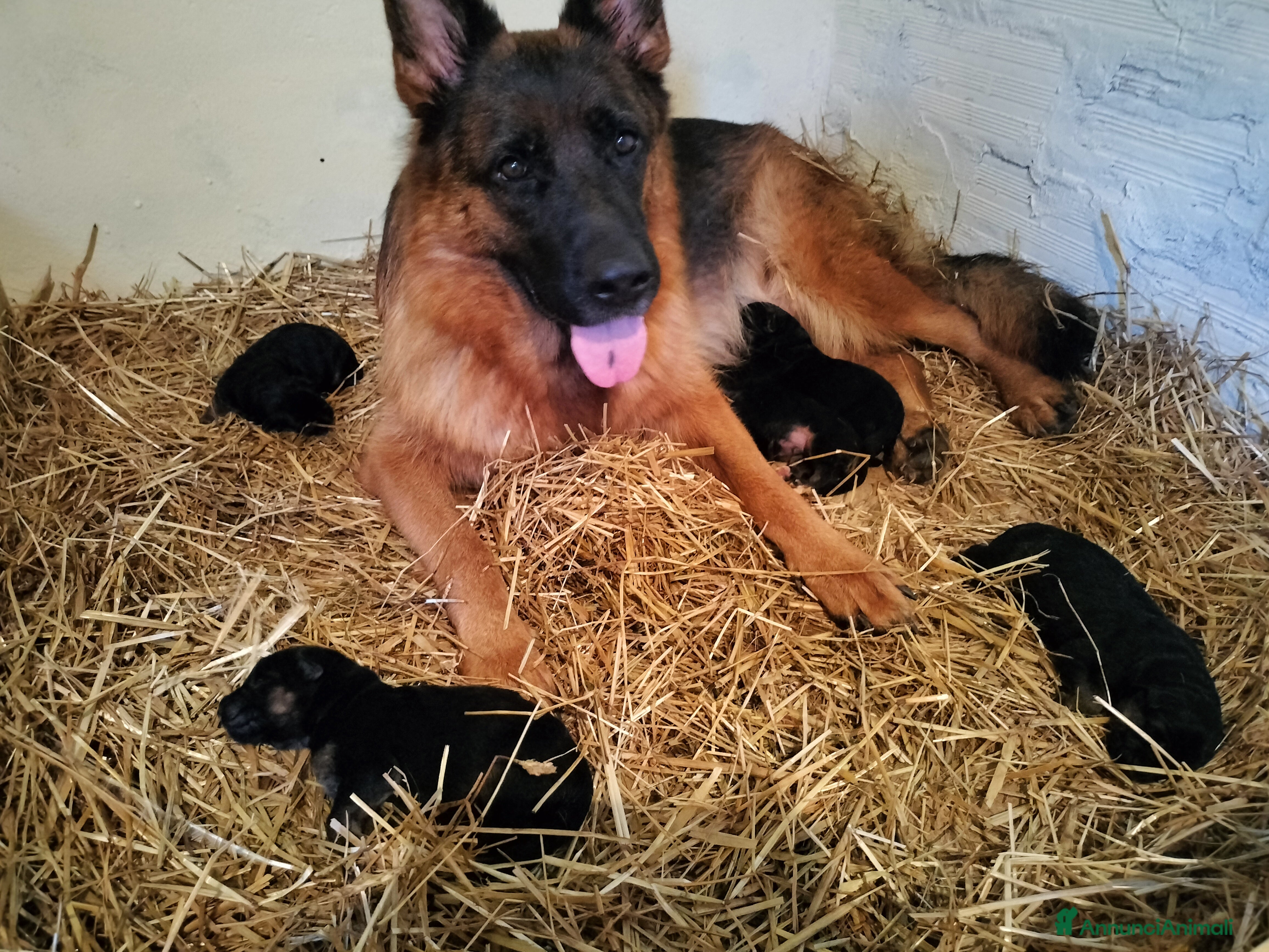 Pastore Tedesco cani Disponibili 2 cuccioli di pastore tedesco  - Annuncio 1