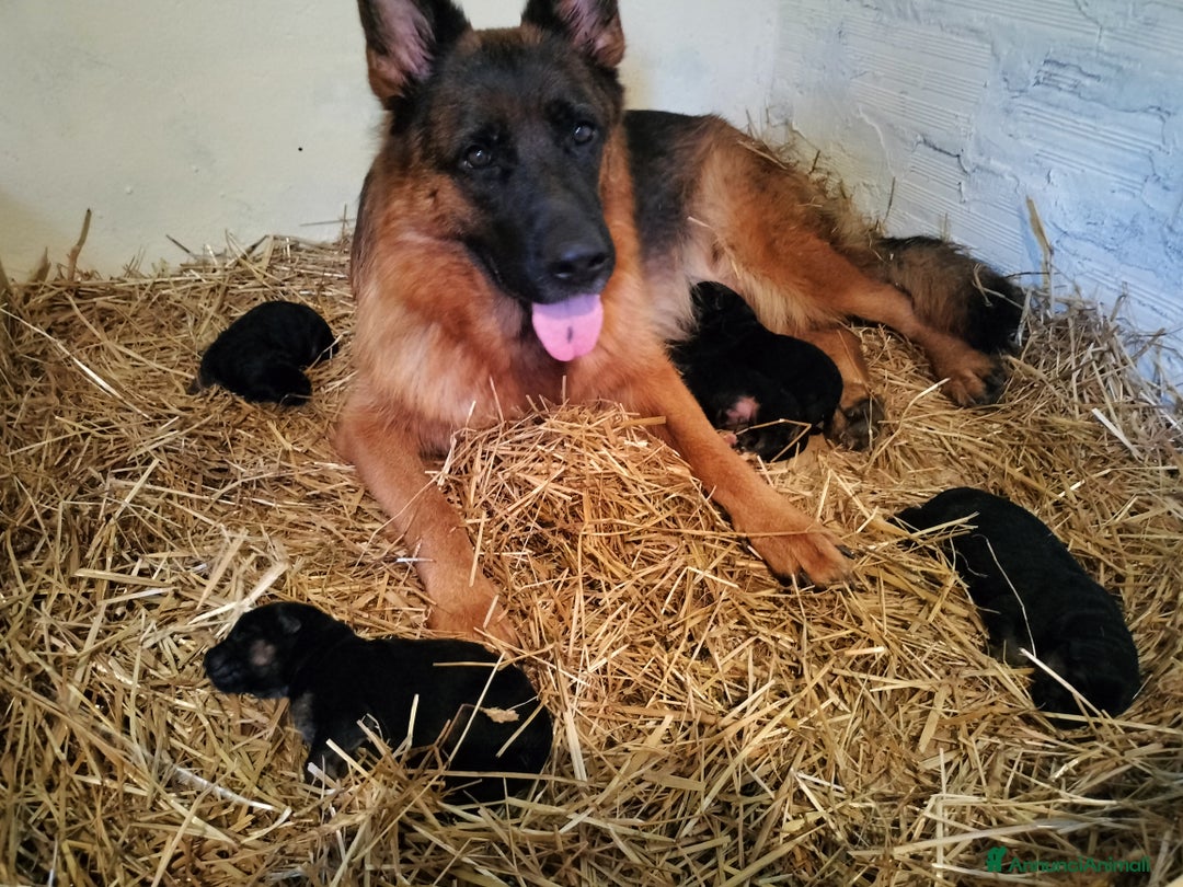 Pastore Tedesco cani in vendita: Disponibili 2 cuccioli di pastore tedesco  - Annuncio 1