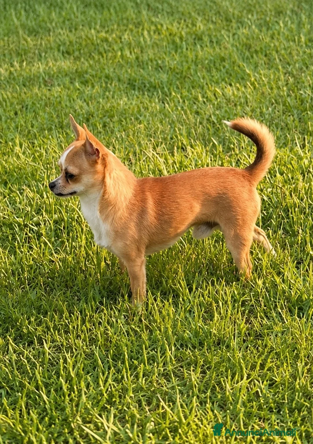 Chihuahua cani per accoppiamento: Cane chihuahua disponibile per monta a Provincia di Catanzaro - Annuncio 2