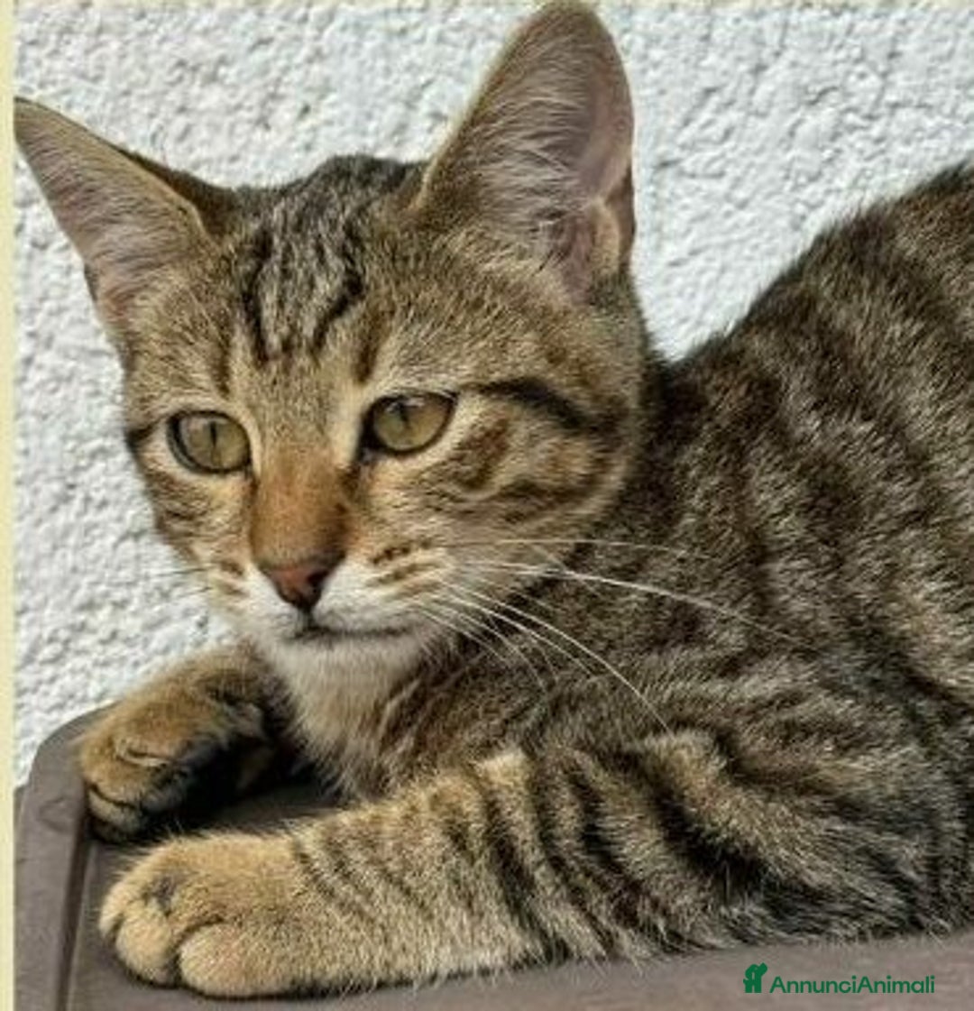 Europeo gatti in regalo: JIMMY, dolce micino in adozione! - Annuncio 2