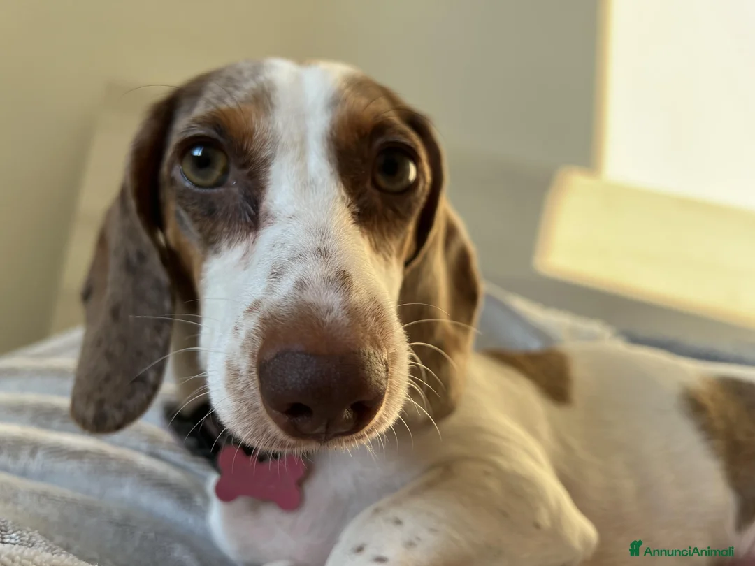 Bassotto cani per accoppiamento: Si ricerca bassotto maschio per monta. - Annuncio 19