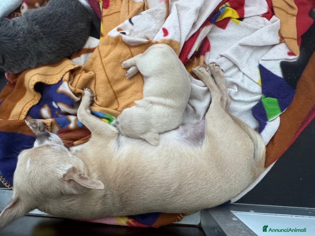 Chihuahua cani in vendita: Femmina Chihuahua pelo corto  a Città Metropolitana di Firenze - Immagine 3