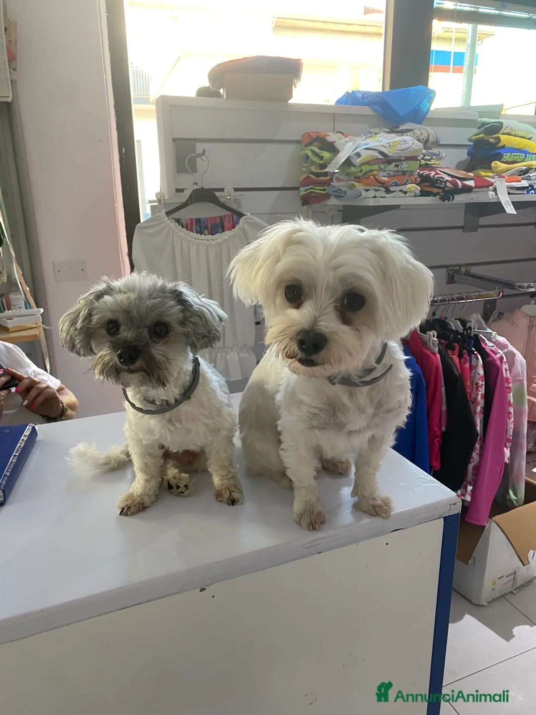 Maltipoo cani in vendita: Cuccioli maltipoo - Annuncio 6