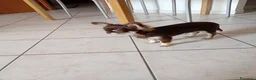Chihuahua cani in vendita: Ultimo cucciolo Chihuahua disponibile,  a Città Metropolitana di Torino - Annuncio 6