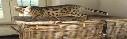 Altre razze gatti in vendita: Splendido Bengala - Annuncio 6