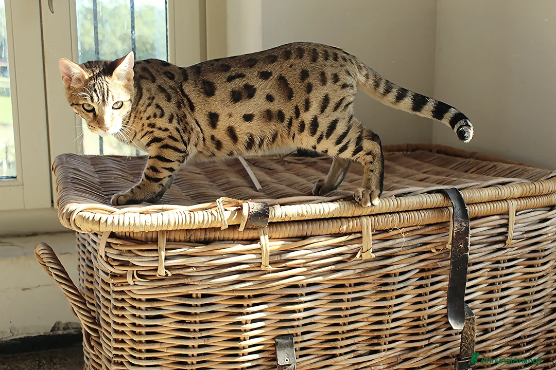 Altre razze gatti in vendita: Splendido Bengala - Annuncio 6