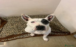 Meticcio cani in regalo: Magda, in canile da troppo tempo  a Città Metropolitana di Bari - Immagine 2