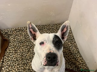 Meticcio cani Magda, ci sarà pure qualcuno per te!!! a Città Metropolitana di Bari - Annuncio 2