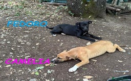 Meticcio cani in regalo: FEDORO e CAMELIA adorabili cuccioli a Provincia di Lucca - Immagine 1