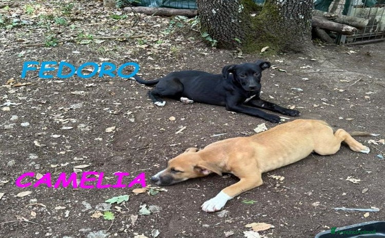 Meticcio cani a Provincia di Lucca - Annuncio 11