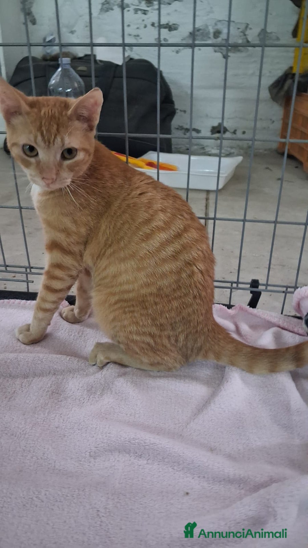 Altre razze gatti in regalo: GATTINA MERAVIGLIOSA - Annuncio 2