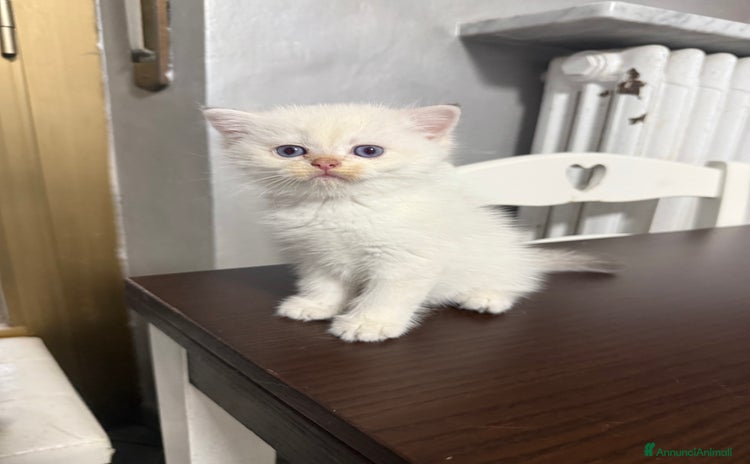British gatti a Città Metropolitana di Torino - Annuncio 5