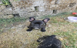 Bulldog Francese cani in vendita: Bulldog francese bringee a Provincia di Ancona - Immagine 4