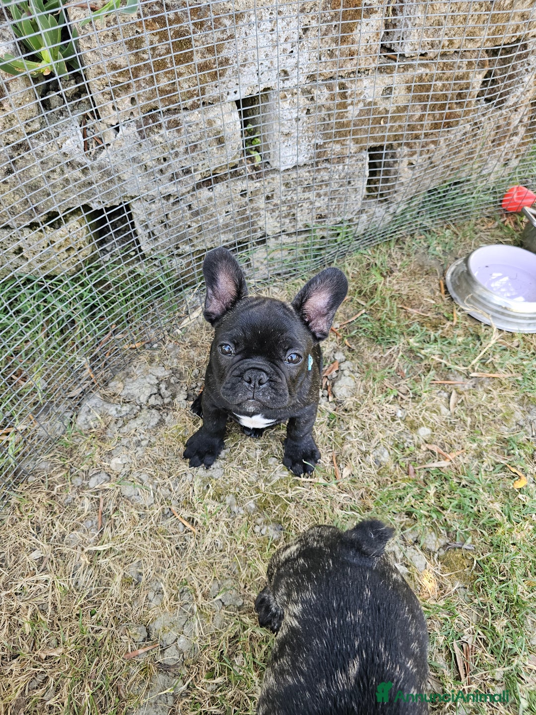 Bulldog Francese cani in vendita: Bulldog francese bringee a Provincia di Ancona - Immagine 4