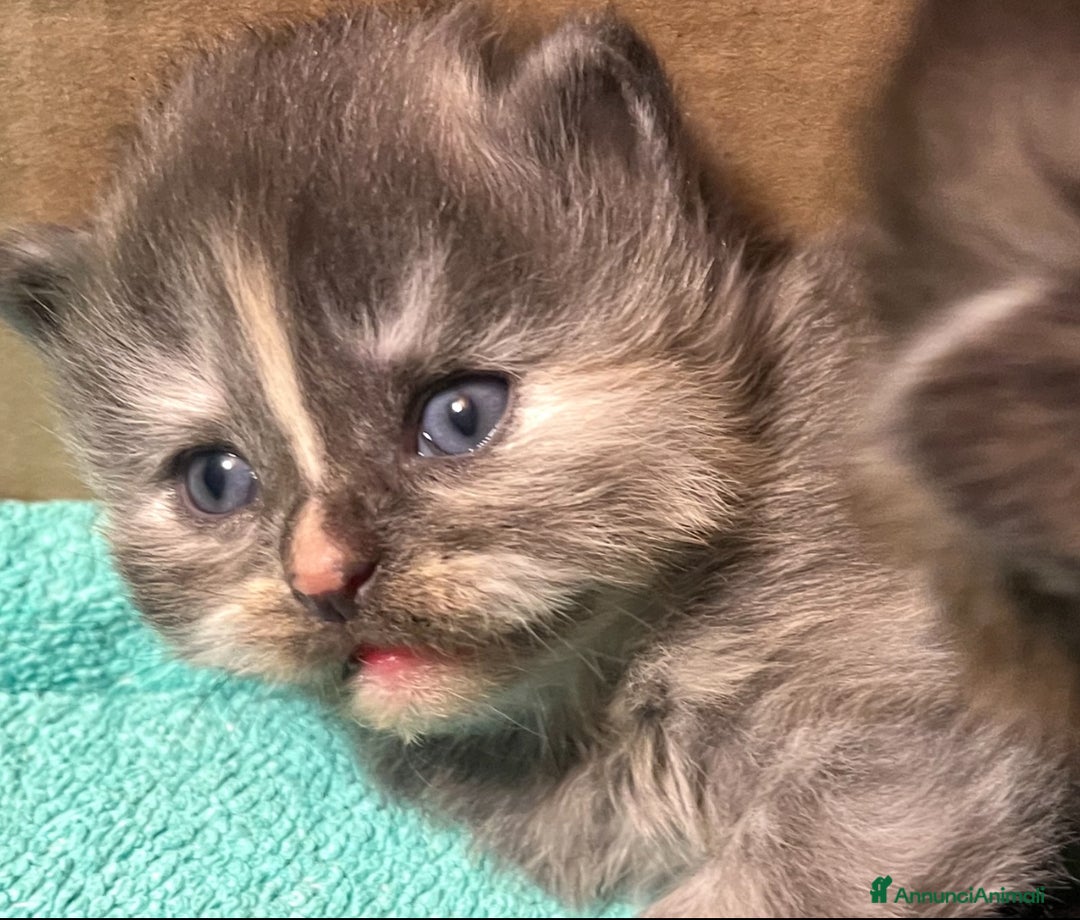 Siberiano gatti in vendita: Gattini siberiani  - Annuncio 12