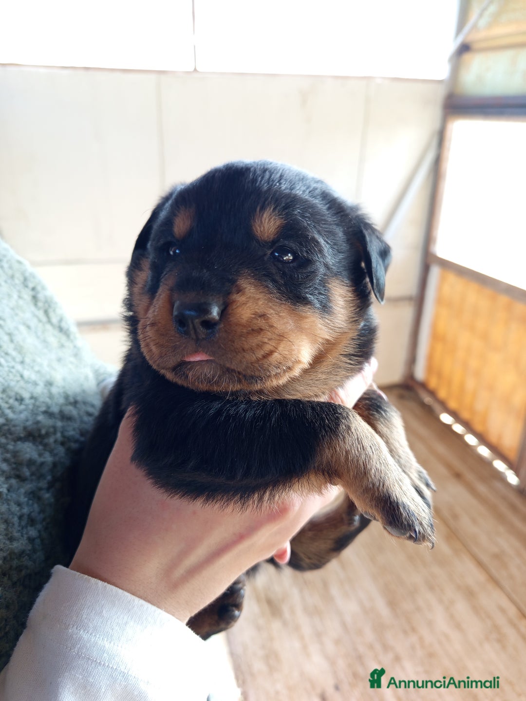 Rottweiler cani in vendita: Cuccioli rottweiler  - Annuncio 9