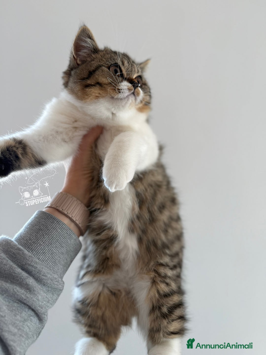 Scottish gatti in vendita: Stupeficium Amos - Scottish Straight - Annuncio 29