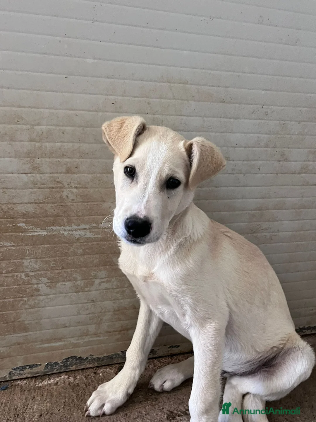 Meticcio cani in regalo: Cucciolo 3 mesi - Annuncio 5