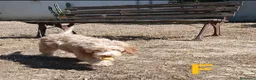 Lagotto cani in vendita: Cuccioli di Lagotto Romagnolo con Pedigree ROI - Annuncio 2