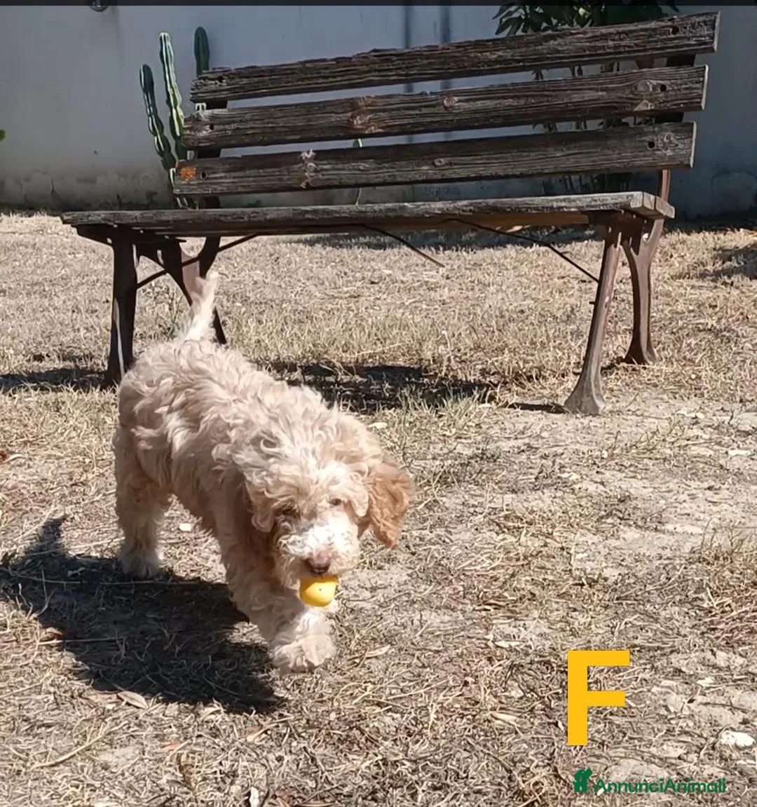 Lagotto cani in vendita: Cuccioli di Lagotto Romagnolo con Pedigree ROI - Annuncio 2