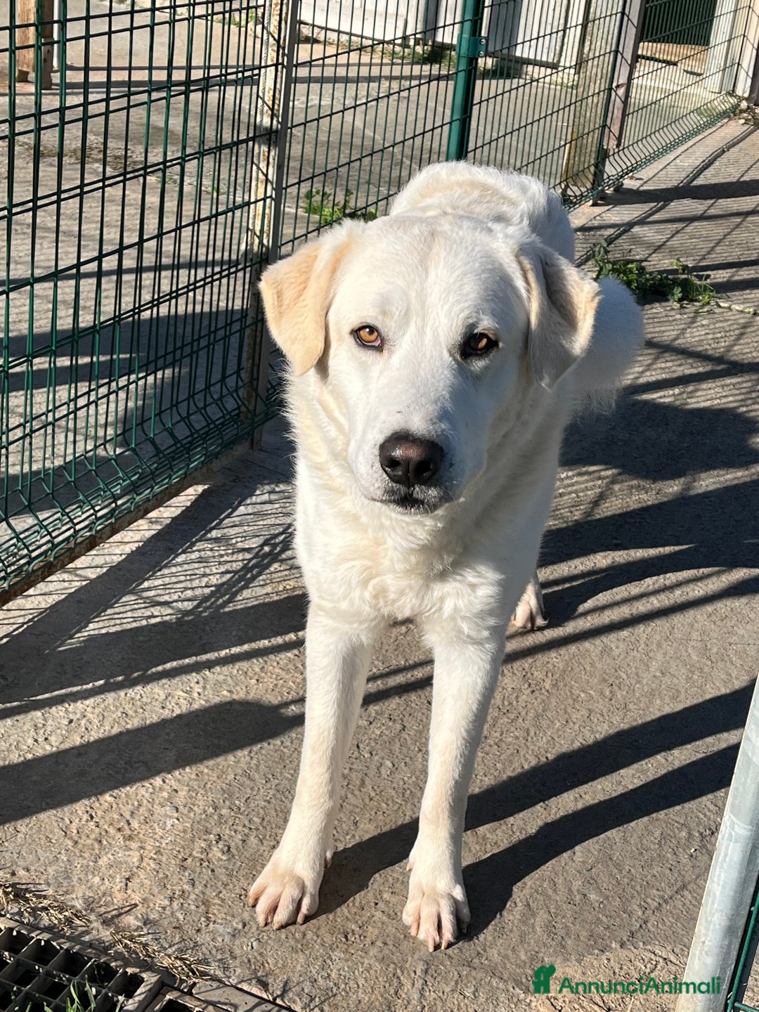 Meticcio cani in regalo: Il cane perfetto. Pastore maremmano. - Annuncio 8