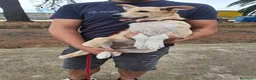 Meticcio cani in regalo: FIAMMA 🩷 DAL FUOCO, VERSO UNA NUOVA VITA 🙏🏻 a Provincia di Pavia - Annuncio 7