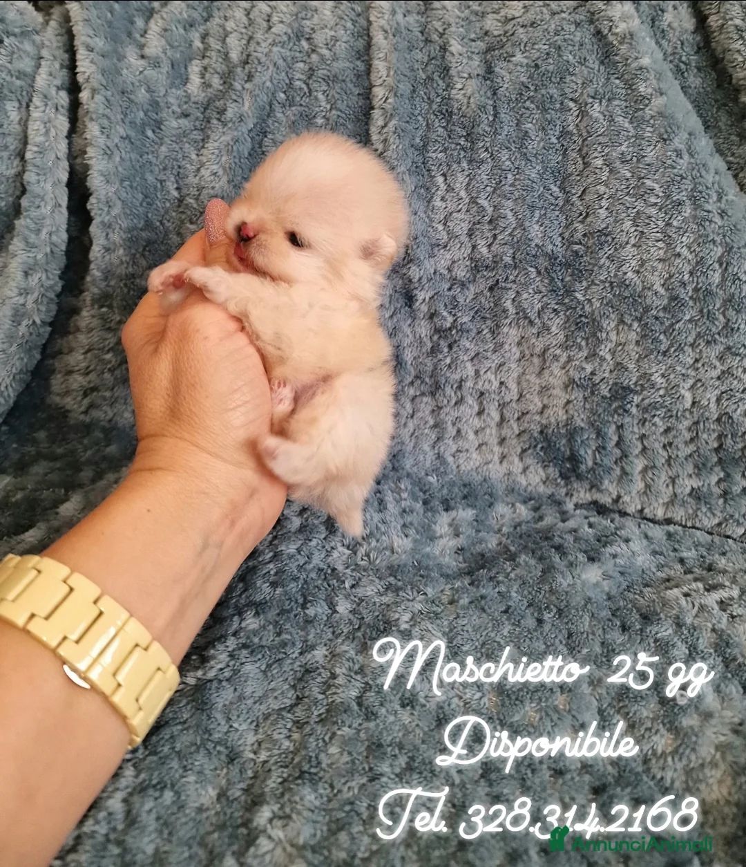 Spitz cani in vendita: Spitz tedesco NANO Pomerania  - Annuncio 14