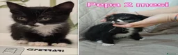 Europeo gatti in regalo: GATTINI BISOGNOSI: URGENTI ADOZIONI  a Città Metropolitana di Bologna - Annuncio 3