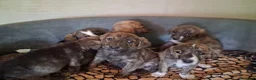 Meticcio cani in regalo: Cuccioli 2 mesi a Provincia di Varese - Annuncio 1