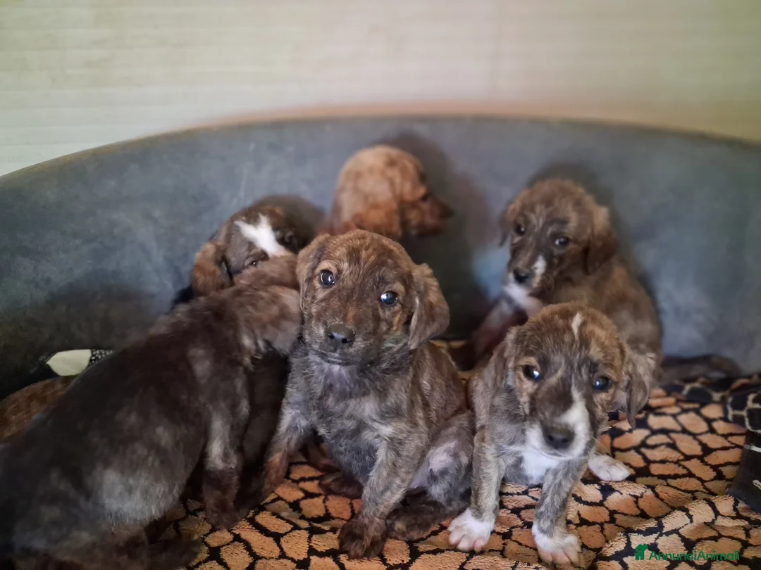 Meticcio cani in regalo: Cuccioli 2 mesi a Provincia di Varese - Annuncio 1