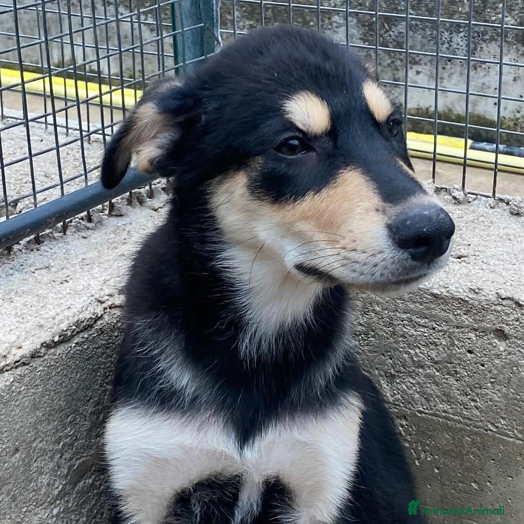 Meticcio cani in regalo: JOE dolce cucciolo 4 mesi cerca adozione - Latina - Annuncio 7