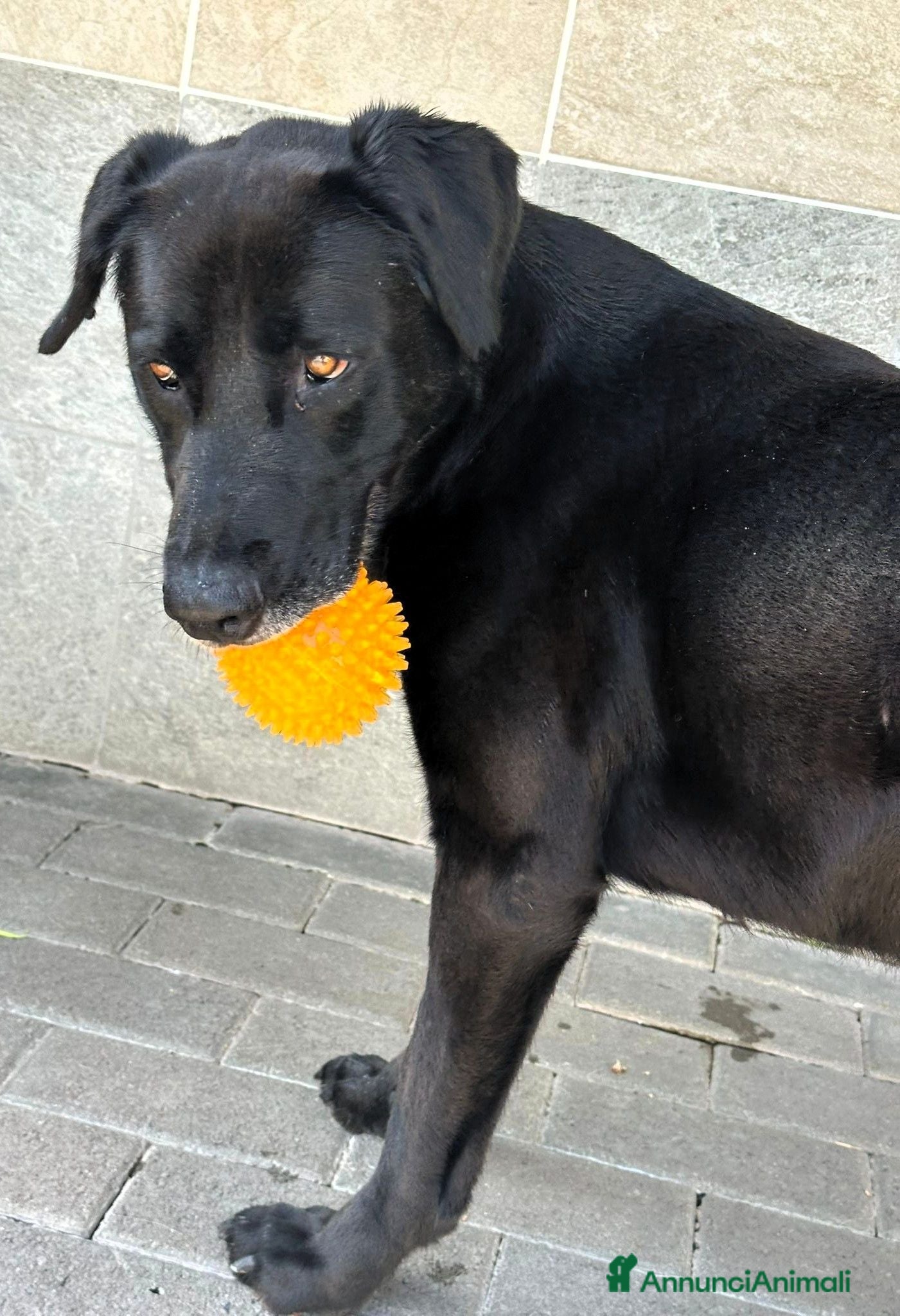 Meticcio cani ELIJA SPLENDIDA LABRADOR - Annuncio 2