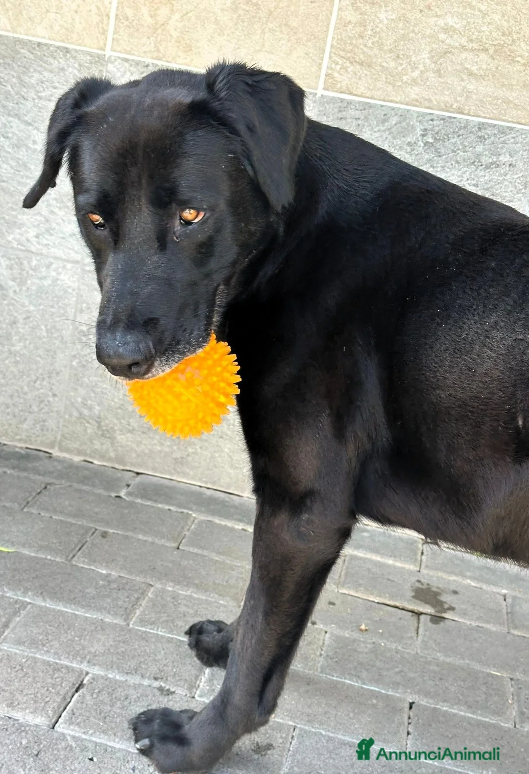 Meticcio cani in regalo: ELIJA SPLENDIDA LABRADOR - Annuncio 1