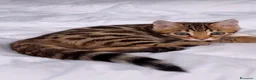 Bengala gatti in vendita: Splendidi cuccioli di bengala  - Annuncio 4