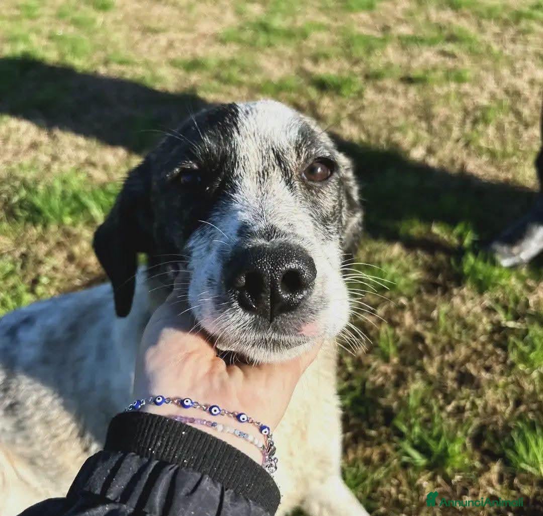 Meticcio cani in regalo: Fatima, cucciolotta strepitosa in adozione  - Annuncio 34