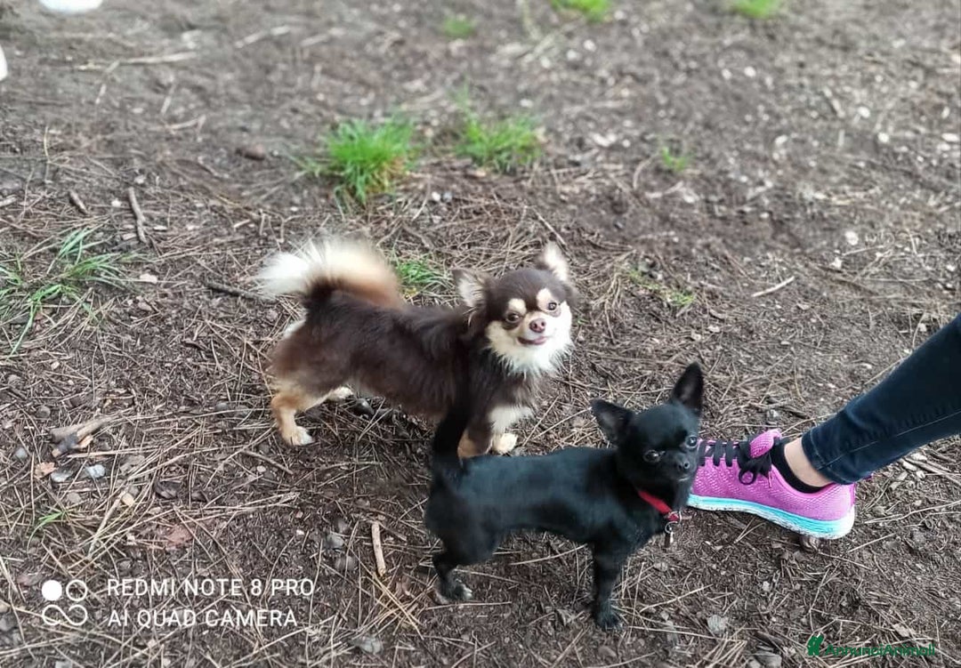 Chihuahua cani in vendita: Chihuahua maschio - Annuncio 6