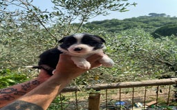 Border Collie cani in vendita: Border collie  a Provincia di Pisa - Immagine 2