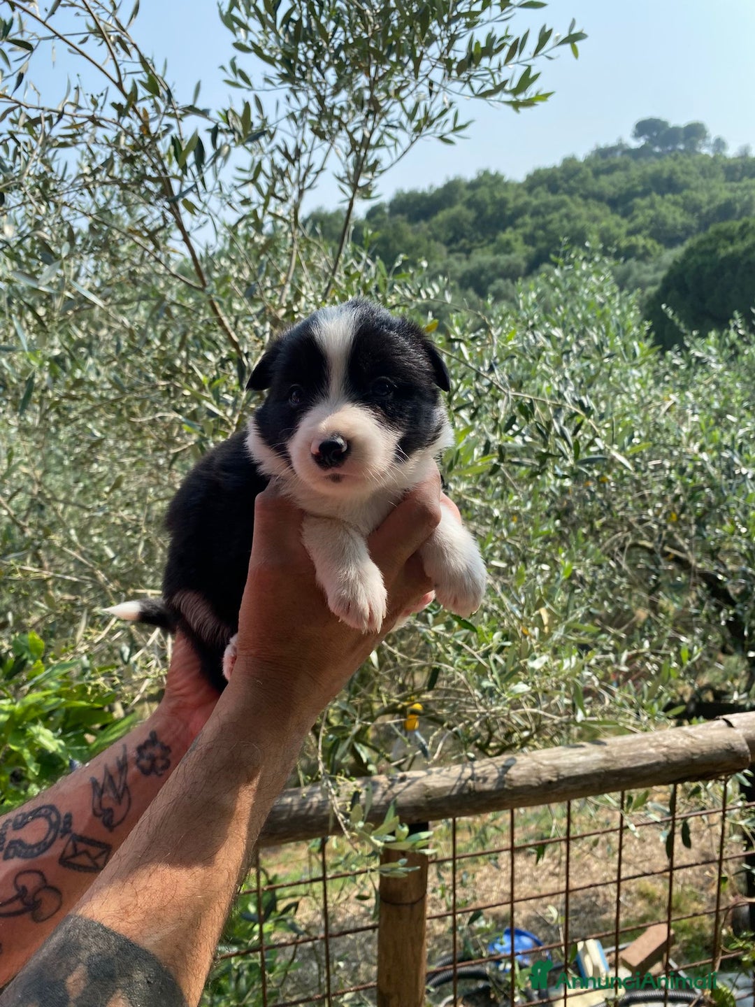 Border Collie cani in vendita: Border collie  a Provincia di Pisa - Immagine 2