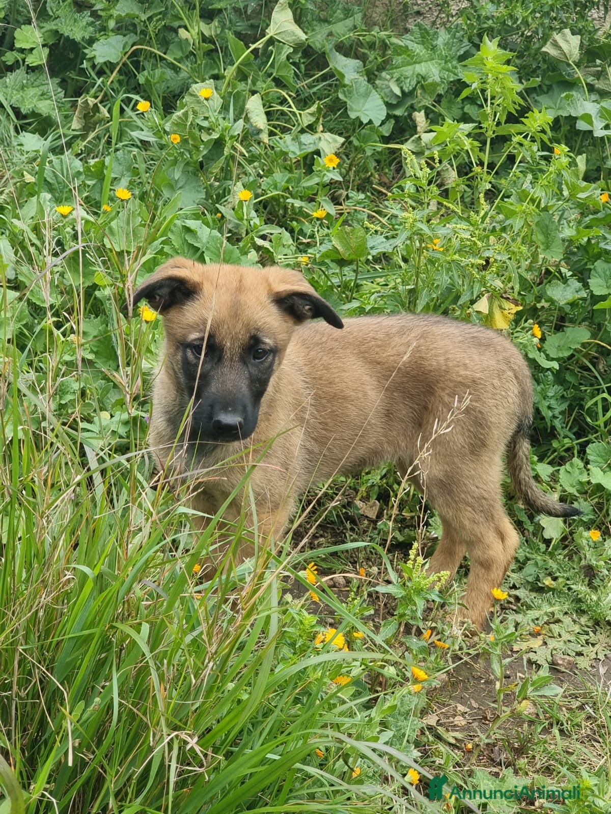 Pastore Belga cani Allevamento Pastore Belga Malinois Potenza Matera a Provincia di Potenza - Annuncio 2
