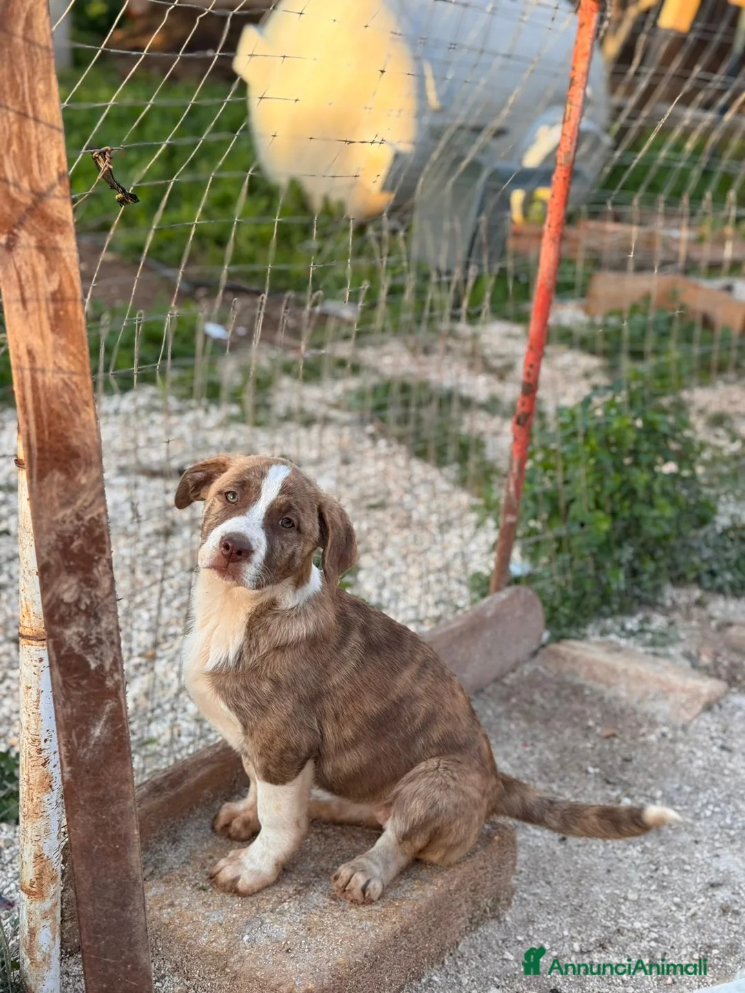 Altre razze cani in regalo: RAMONA, RAFFA, RIO, REGINA E RONDA - Annuncio 6