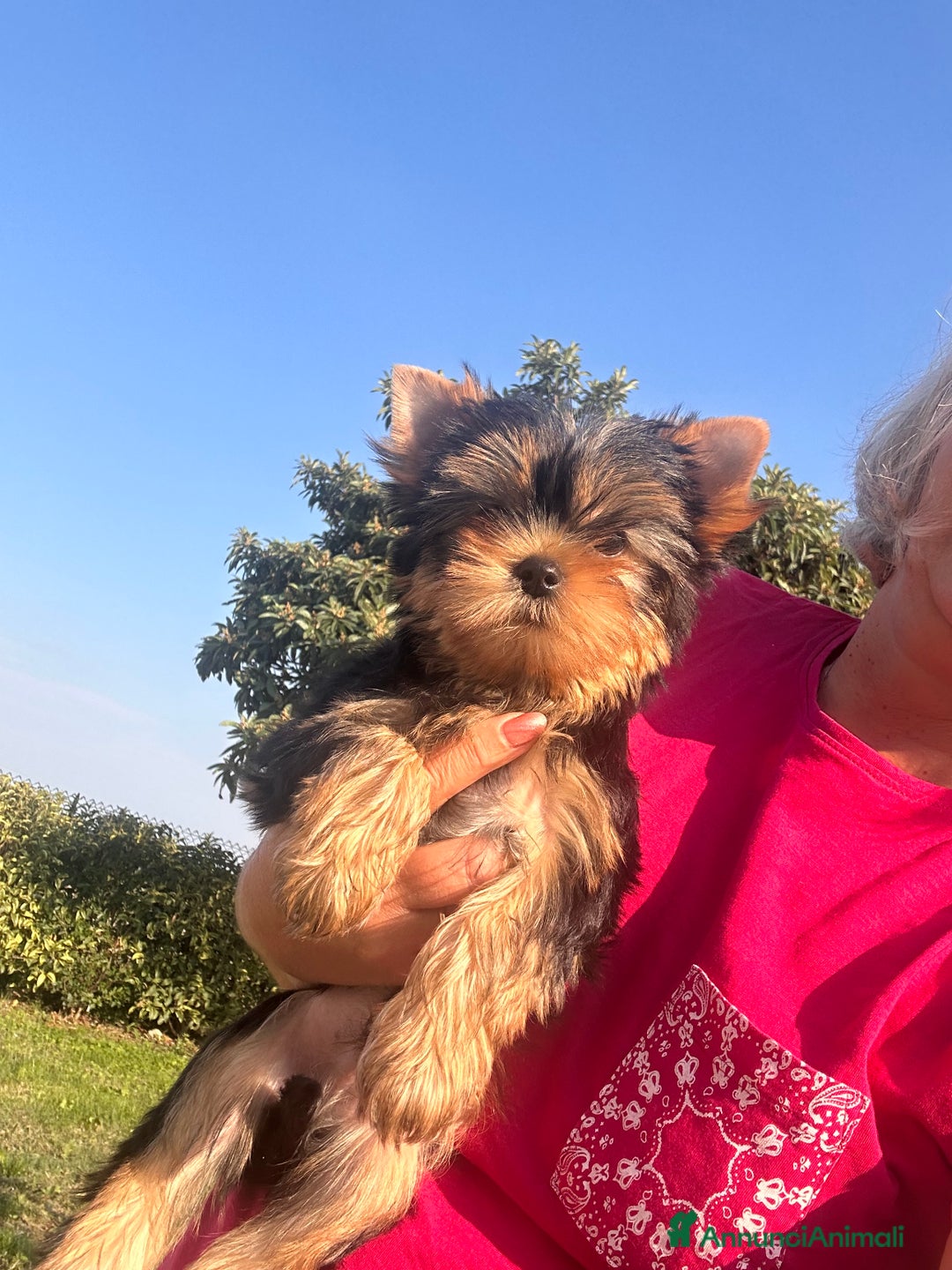 Yorkshire cani in vendita: Yorkshire terrier - Annuncio 5