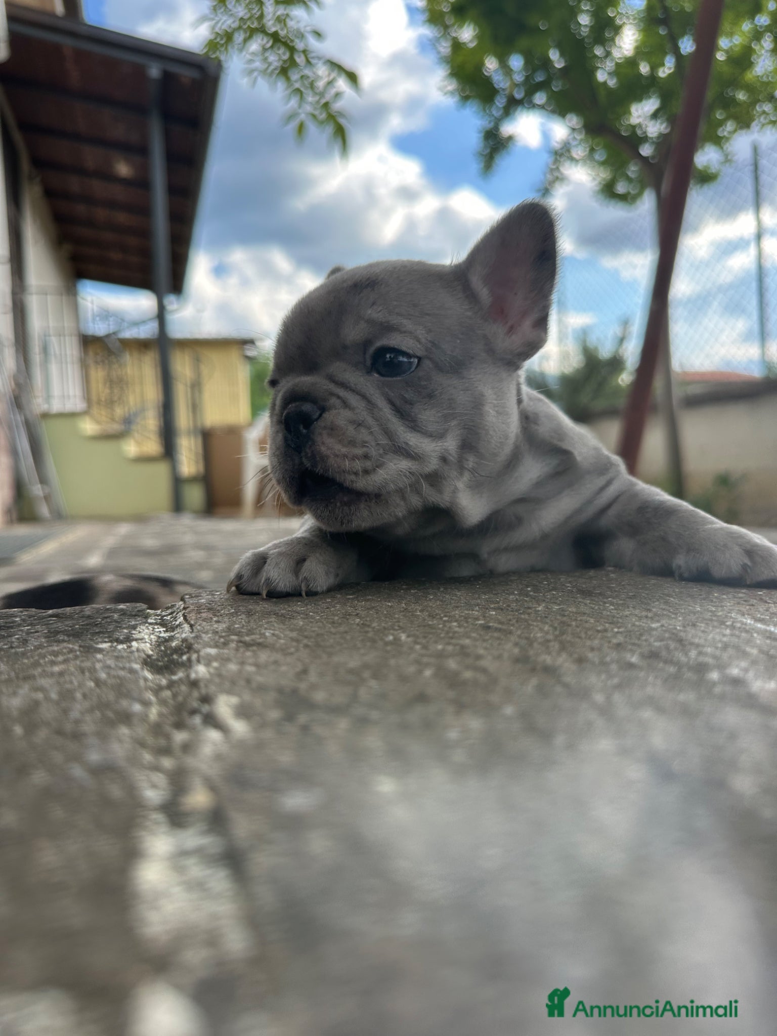 Bulldog Francese cani in vendita: bulldog francese blue occhi celesti, merlè, 2 nere - Annuncio 6