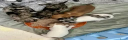Chihuahua cani in vendita: Chihuahua cuccioli - Annuncio 22