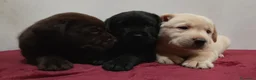 Labrador cani in vendita: Cuccioli labrador  - Annuncio 6