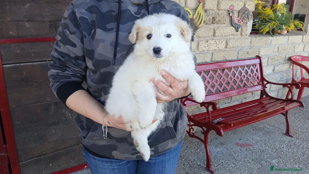 Meticcio cani in regalo: ALEXA TG MEDIO PICCOLA CERCA CASA, IN ADOZIONE - Annuncio 4