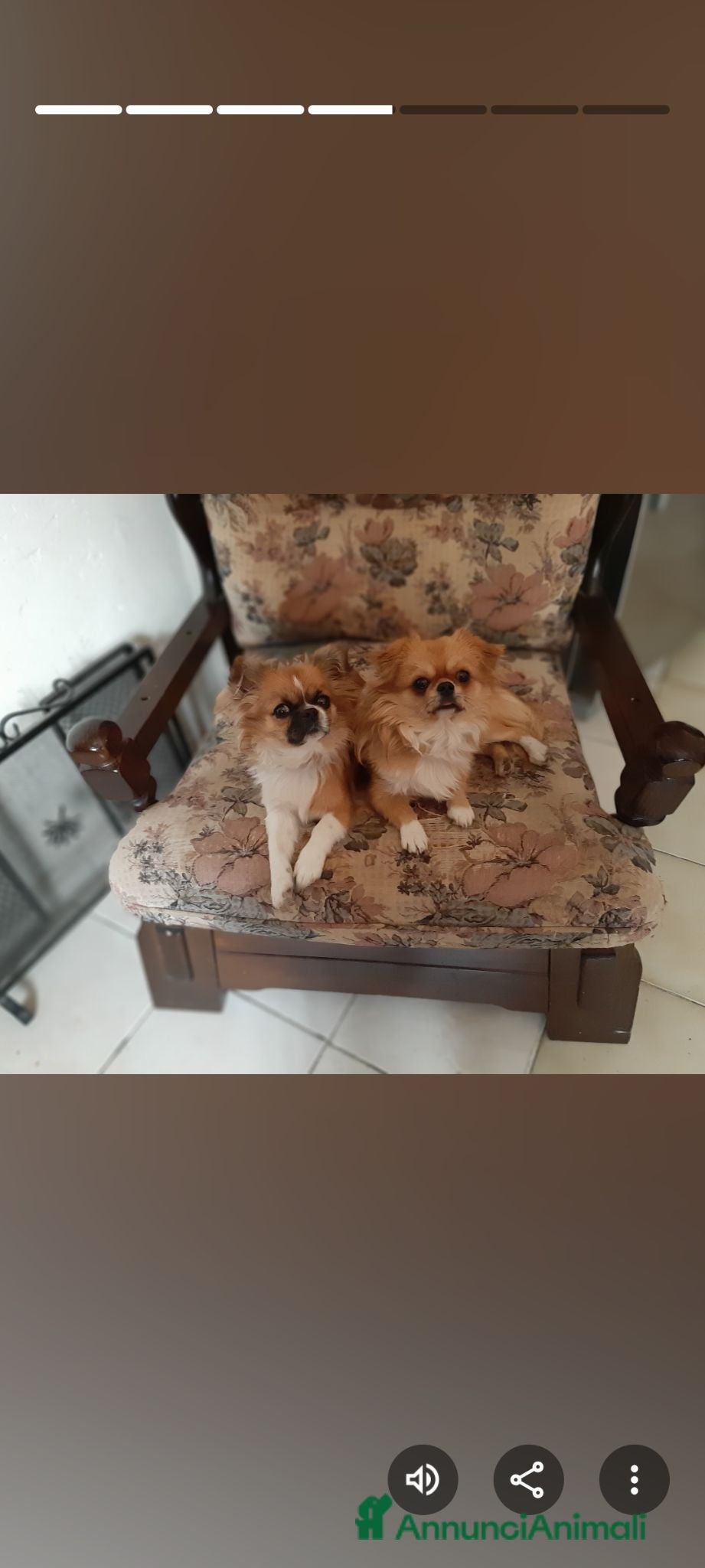 Chihuahua cani Chiwawa Thailandese Pelo lungo - Annuncio 20